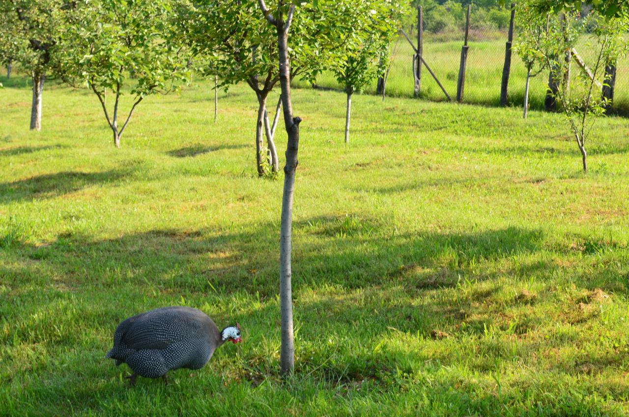 Pensiunea Koruna Poenari Exterior foto