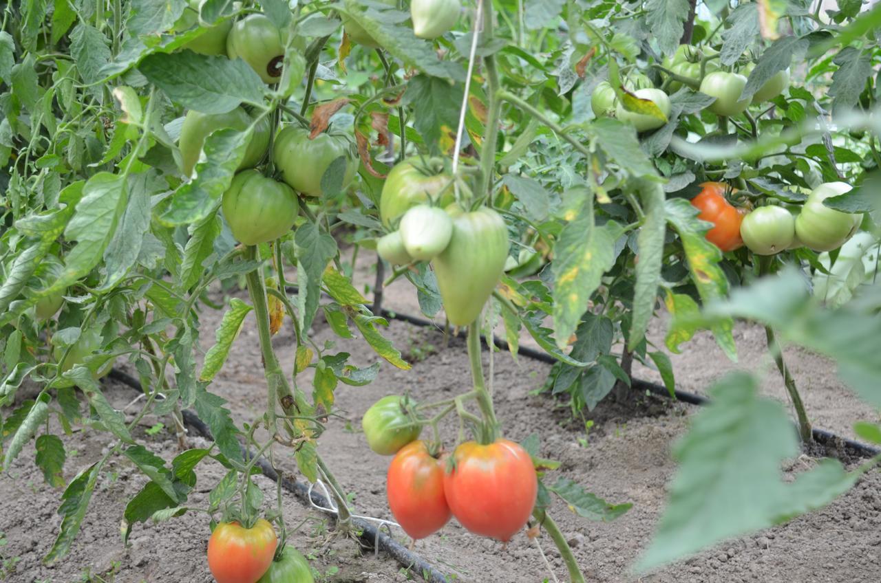 Pensiunea Koruna Poenari Exterior foto